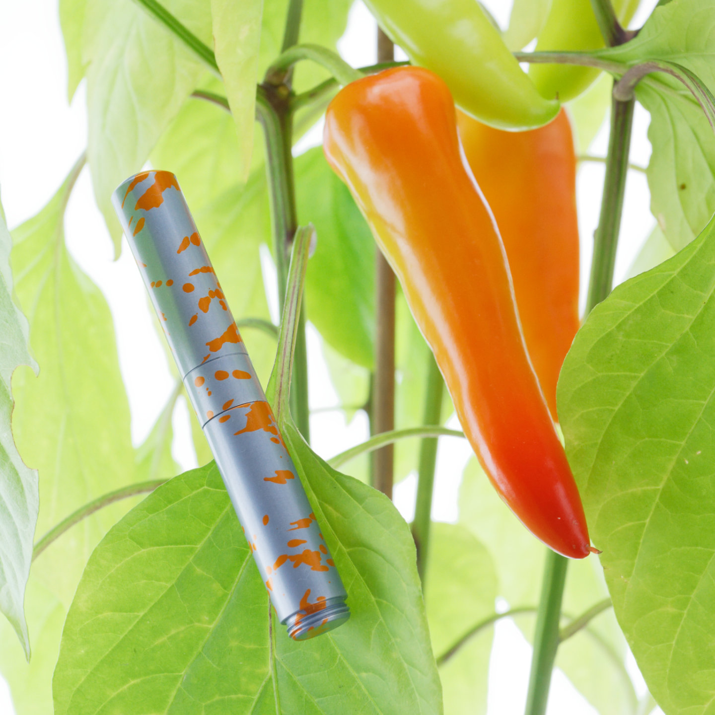 Chili plant and pocket pen