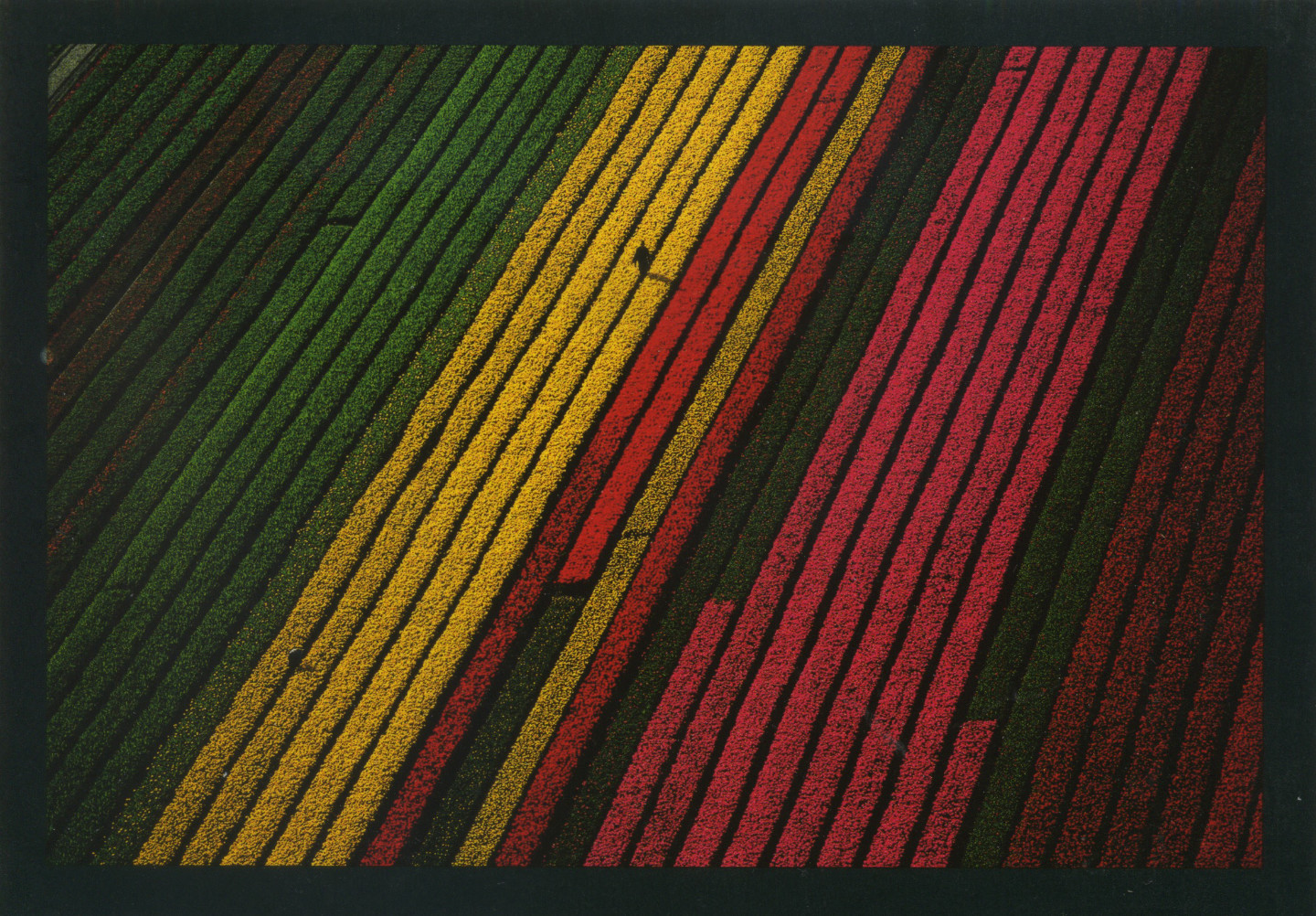 Yann Arthus-Bertrand - Earth from Above, Fields of tulips near Lisse